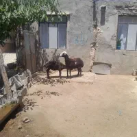 میش وبره افشاری چهار دندان