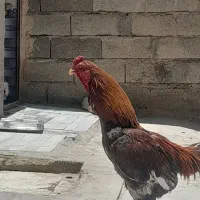 سلام خوروس سالم سالم فروشی 2 ملیون