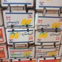 کارتن انبه