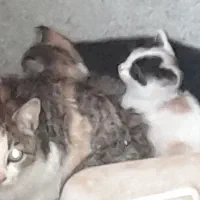 گربه با۳تابچه