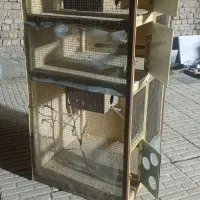 قفس عروس هلندی. مرغ عشق. فنچ