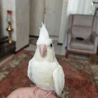 عروس