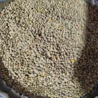 عدس یک بسته