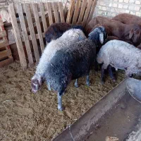 میش زاییده جوان یک نژاد