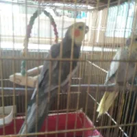 عروس هلندی