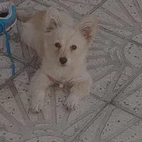 سگ پاکوتاه روباهی