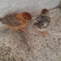 جوجه محلی