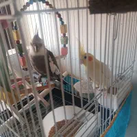 عروس هلندی نر و ماده