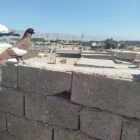 نرسرک درجه یک وقوار دار