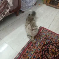 گربه سیبرین