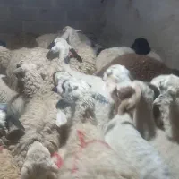 میش بره دار جوان