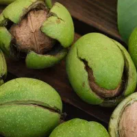 فروش گردو روی درخت  روستای کفشگران
