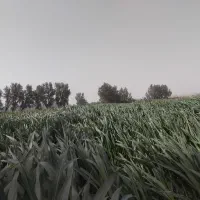 ذرتعلوفه