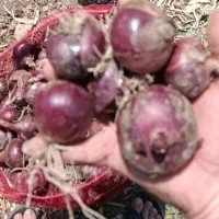 پیاز|خوردنی و آشامیدنی|کرمانشاه, |دیوار