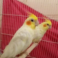 یک جفت عروس هلندی زعفرانی سالم وسرحال.