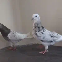 کفتر کبوتر