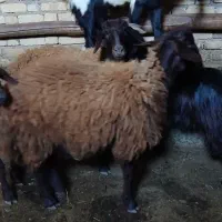 گوسفند پرواری شراکت