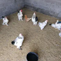 فروش جوجه محلی اصل یک روزه