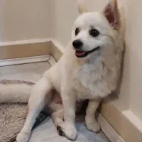 سگ گمشده