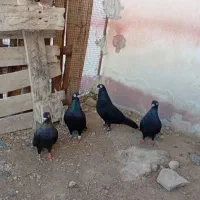 ۴ تا زاغ ابادانی