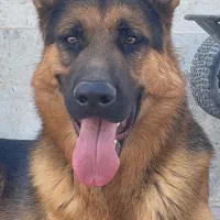 سگ ژرمن|سگ|بیرجند, |دیوار