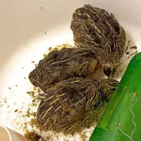 بلدرچین تخم گذار