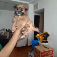 توله سگ ماده واگذار میشه