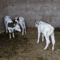 فروش گوساله شیری نر سمینتال