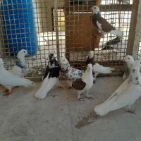 کبوتر