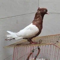 کبوتر سینه سرخ
