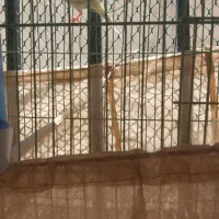 مرغ عشق خوش رنگ