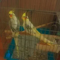عروس هلندی لوتینو دوکت پروانه ای مولدبشرط
