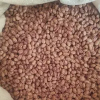 بذر لوبیا چیتی درجه یک بازدهی بالا