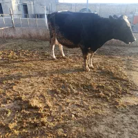 گاو شیری سالم سرحال