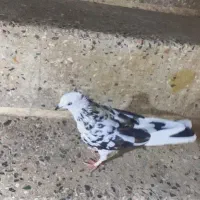 کفتر زرد پشت آلوچه ای کاکلی خال قدیم پرشی نر ماده