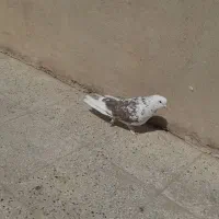 کفتر نر پاپر چشم تابتا
