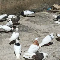 یه تعدادکفتر به فروش میرسد