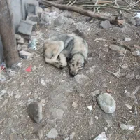 سگ نر سرابی سن 1 ساله
