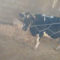 گاو. گوشتی