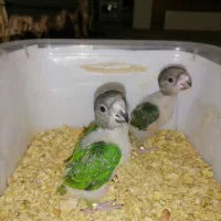 جوجه طوطی سنگال