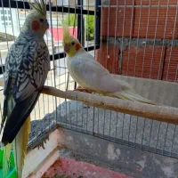 عروس هلندی بالغ