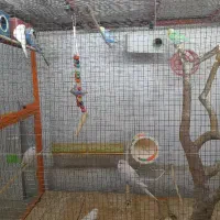 فروش مرغ عشق