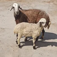 ۱ راس گوسفند با بره نر برای نگهداری و پرواری