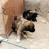 واگذاری توله قهدریجانی واگذاری