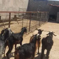 بز داشتی