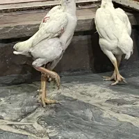 کوشامو جوجه خروس سه ماه