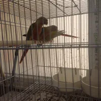 گرینچیک|پرنده|مشهد, امیریه|دیوار