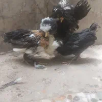 جوجه سلطان، لهستان،پولند