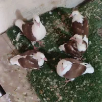 پشتی گراف و طوقی