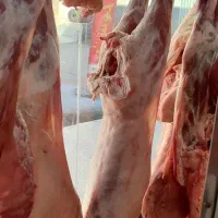 گوشت بره جگر بره جگر گوساله
